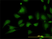 Anti Human STIM1 Antibody, clone 5A2 thumbnail image 1