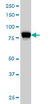 Anti Human STIM1 Antibody, clone 5A2 thumbnail image 4
