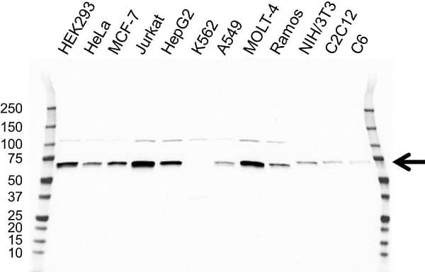 Anti STK39 Antibody, clone OTI2E10 (PrecisionAb Monoclonal Antibody) gallery image 1