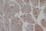 Anti Human Sulfatase 2 (C-Terminal) Antibody, clone 2B4 thumbnail image 1