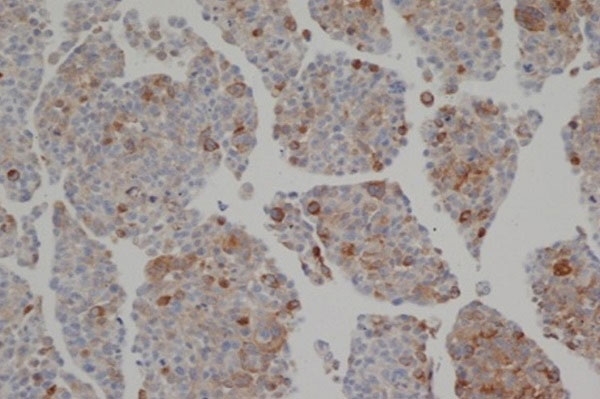 Anti Human Sulfatase 2 (C-Terminal) Antibody, clone 2B4 gallery image 1