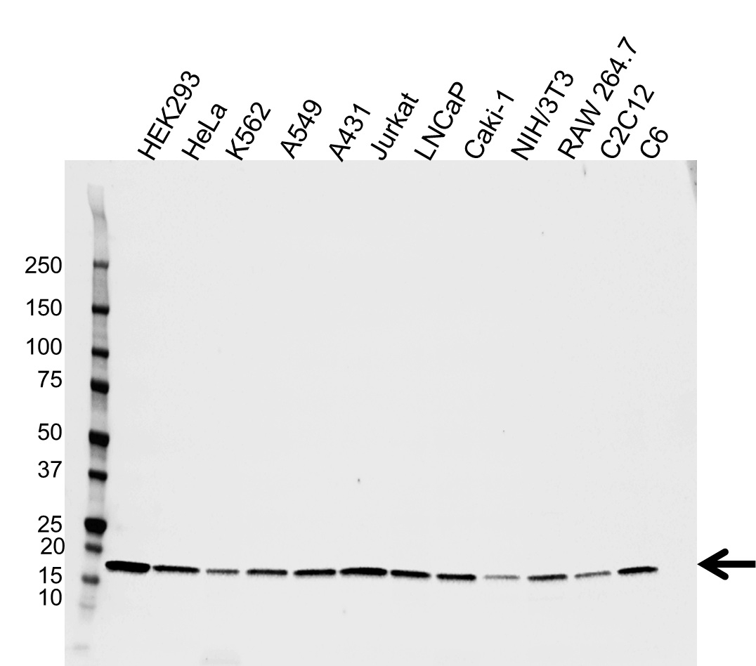 Anti SUMO-2 Antibody (PrecisionAb Monoclonal Antibody) gallery image 1
