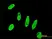 Anti Human Survivin Antibody, clone 5B10 thumbnail image 1