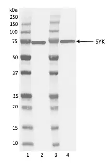 Anti Syk Antibody, clone SYK-01 gallery image 1