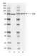 Anti Syk Antibody, clone SYK-01 thumbnail image 1
