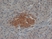 Anti Human Synaptophysin Antibody, clone SP15 thumbnail image 1