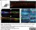 Anti Human Synaptophysin Antibody, clone SP15 thumbnail image 2