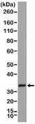 Anti SYNTAXIN-1A Antibody, clone RM367 thumbnail image 1