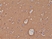 Anti SYNTAXIN-1A Antibody, clone RM367 thumbnail image 2