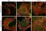 Anti Human Talin-1 Antibody, clone 97H6 thumbnail image 2