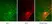 Anti Human Talin-1 Antibody, clone 97H6 thumbnail image 3