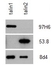 Anti Human Talin-2 Antibody, clone 53.8 thumbnail image 1