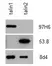 Anti Human Talin-2 Antibody, clone 53.8 thumbnail image 1