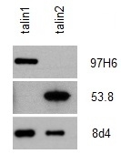 Anti Human Talin-2 Antibody, clone 53.8 gallery image 1