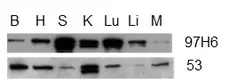 Anti Human Talin-2 Antibody, clone 53.8 gallery image 2