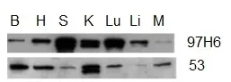 Anti Human Talin-2 Antibody, clone 53.8 gallery image 2