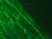 Anti Human Talin-2 Antibody, clone 53.8 thumbnail image 3