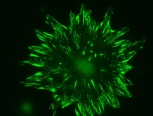 Anti Human Talin-2 Antibody, clone 53.8 gallery image 4