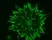 Anti Human Talin-2 Antibody, clone 53.8 thumbnail image 4