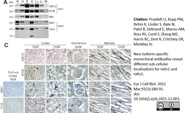 Anti Human Talin-2 Antibody, clone 53.8 gallery image 6