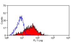 Anti Human Talin Antibody, clone TA205 gallery image 1