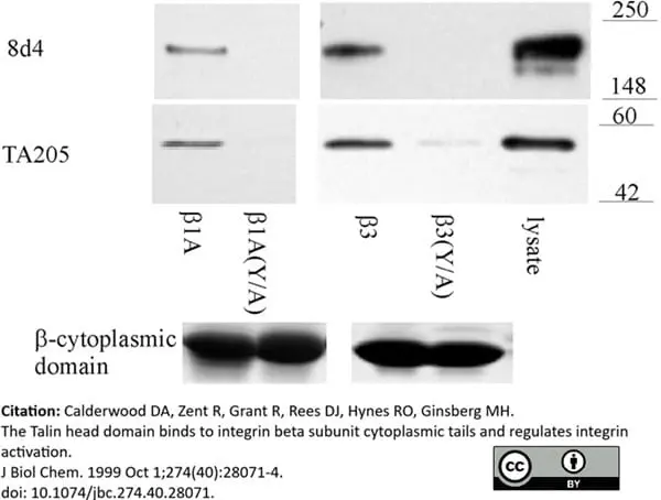 Anti Human Talin Antibody, clone TA205 gallery image 3