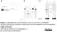 Anti Human Talin Antibody, clone TA205 thumbnail image 4
