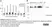 Anti Human Talin Antibody, clone TA205 thumbnail image 5