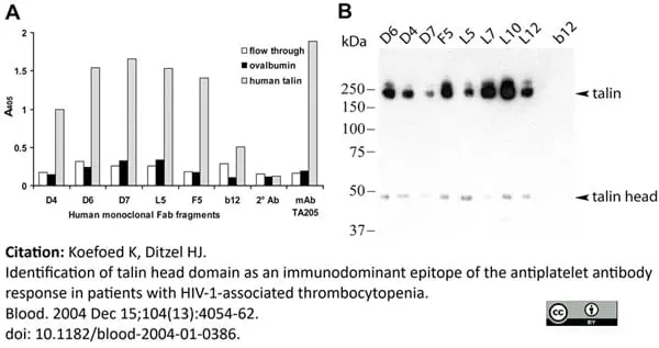 Anti Human Talin Antibody, clone TA205 gallery image 5