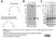 Anti Human Talin Antibody, clone TA205 thumbnail image 6