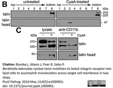 Anti Human Talin Antibody, clone TA205 gallery image 8