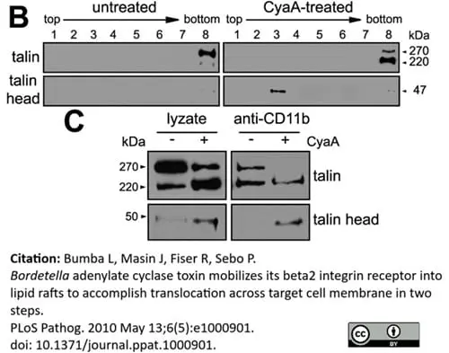 Anti Human Talin Antibody, clone TA205 gallery image 8