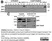 Anti Human Talin Antibody, clone TA205 thumbnail image 8