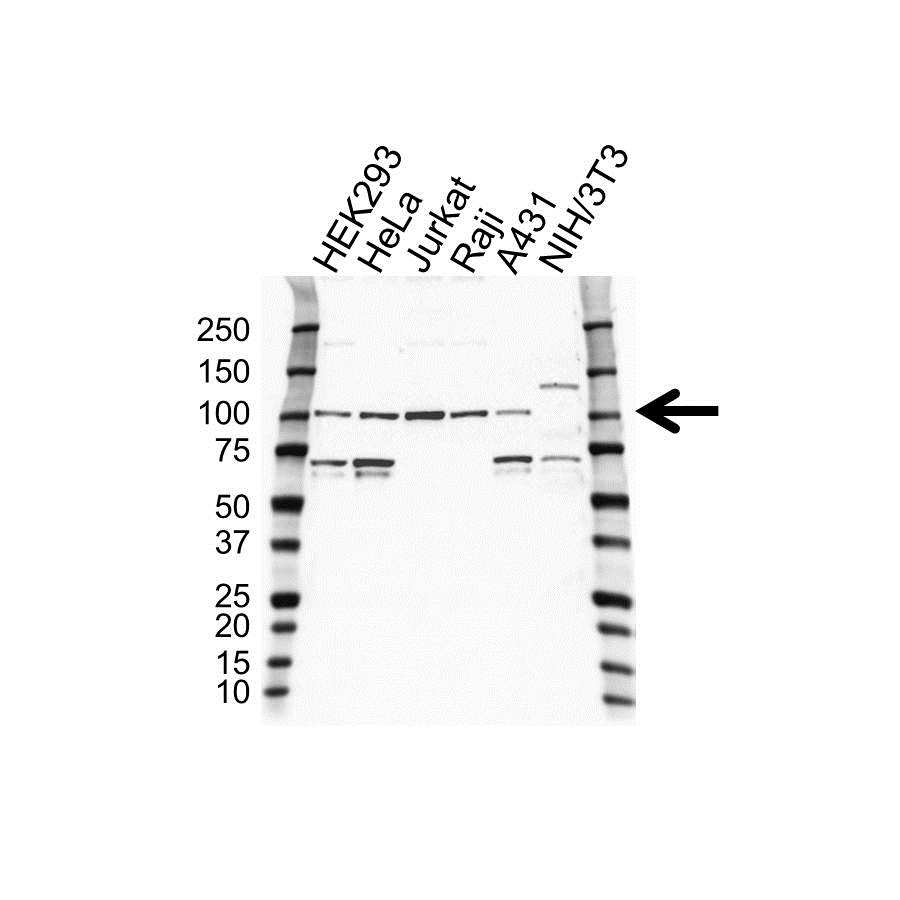 Anti Targeting Protein For Xklp2 Antibody (PrecisionAb Monoclonal Antibody) gallery image 1