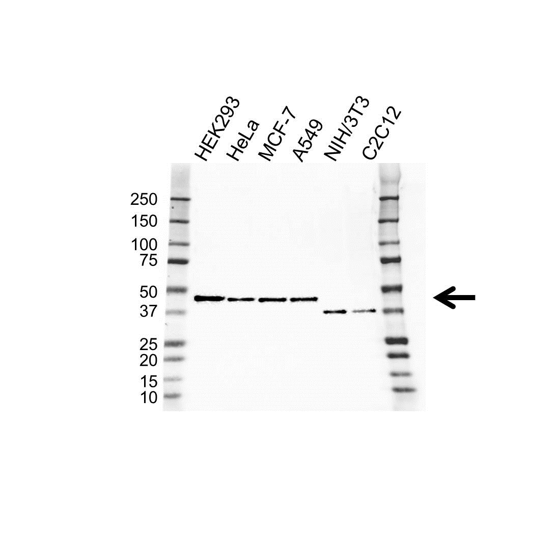 Anti TATA-BOX-BINDING Protein Antibody, clone 830CT4.3.3 (PrecisionAb Monoclonal Antibody) gallery image 1