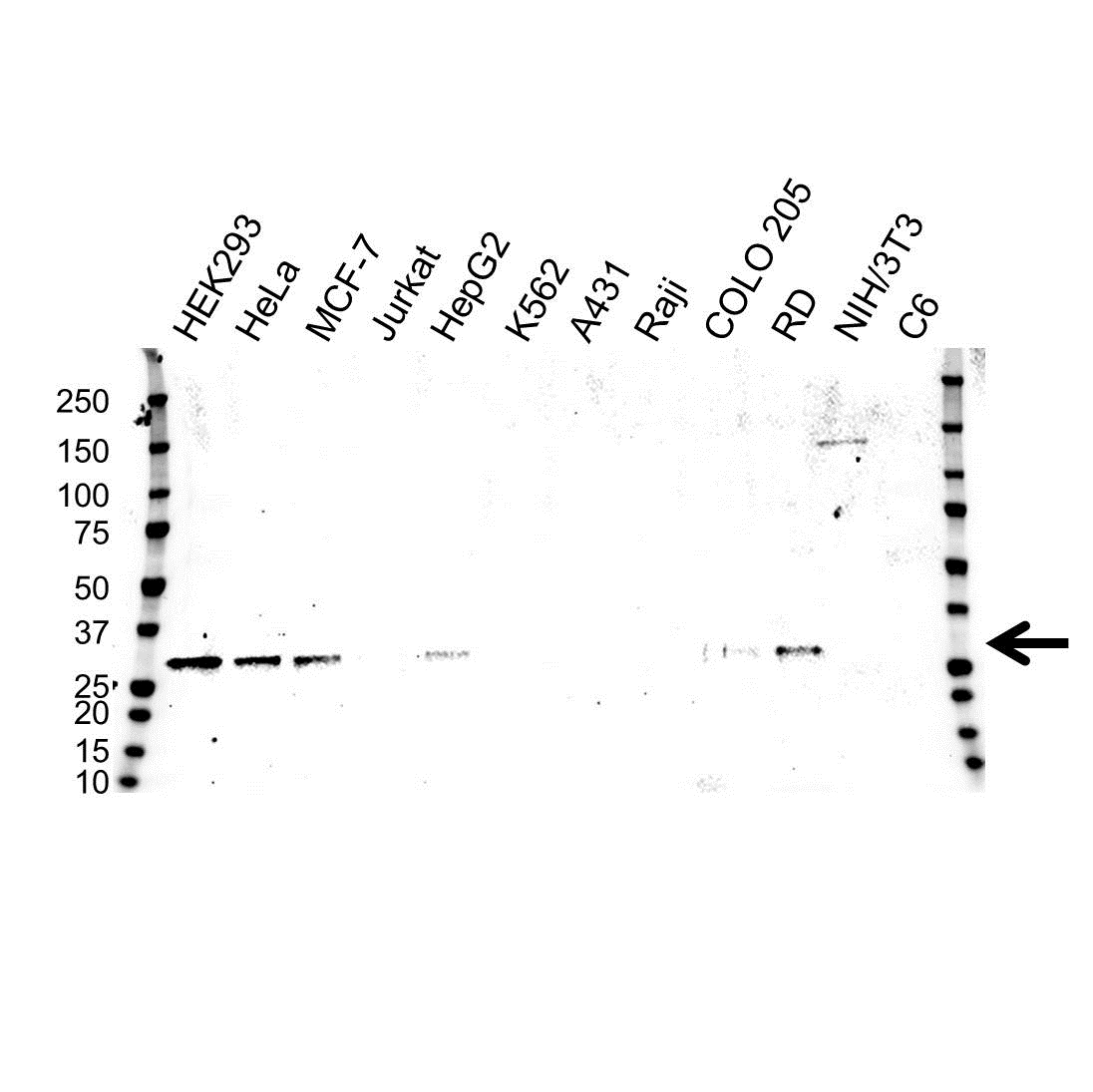 Anti TCEAL1 Antibody, clone OTI3B7 (PrecisionAb Monoclonal Antibody) gallery image 1