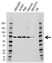 Anti TCF3 Antibody, clone CD01/1E7 (PrecisionAb Monoclonal Antibody) thumbnail image 1