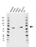 Anti TCF4 Antibody, clone AB01/4A12-6-6 (PrecisionAb Monoclonal Antibody) thumbnail image 1