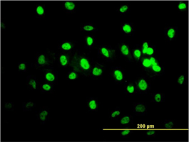 Anti Human TDP43 Antibody, clone 2E2-D3 gallery image 3