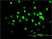 Anti Human TDP43 Antibody, clone 2E2-D3 thumbnail image 3