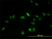 Anti Human TFEB Antibody, clone 3E1-G6 thumbnail image 1