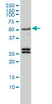 Anti Human TFEB Antibody, clone 3E1-G6 thumbnail image 2