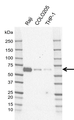 Anti TFEB Antibody, clone AB01/2D12 (PrecisionAb Monoclonal Antibody) gallery image 1