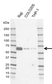 Anti TFEB Antibody, clone AB01/2D12 (PrecisionAb Monoclonal Antibody) thumbnail image 1
