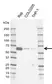 Anti TFEB Antibody, clone AB01/2D12 (PrecisionAb Monoclonal Antibody) thumbnail image 1