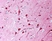 Anti Human TGF Beta Antibody, clone TB21 thumbnail image 1