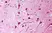 Anti Human TGF Beta Antibody, clone TB21 thumbnail image 1