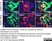 Anti Human TGF Beta Antibody, clone TB21 thumbnail image 3
