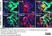 Anti Human TGF Beta Antibody, clone TB21 thumbnail image 3