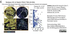 Anti Human TGF Beta Antibody, clone TB21 gallery image 6